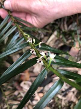 Image of Maxillaria graminifolia (Kunth) Rchb. fil.