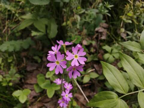 Image of Siberian Primrose