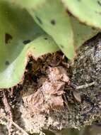 Image of Begonia motozintlensis Burt-Utley & Utley