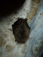 Image of Brown long-eared bat