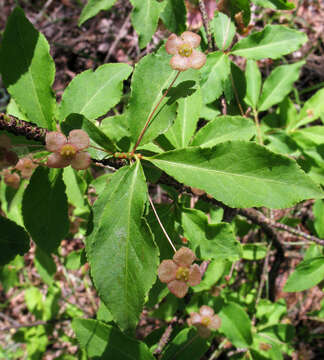 Image of Euonymus verrucosus Scop.