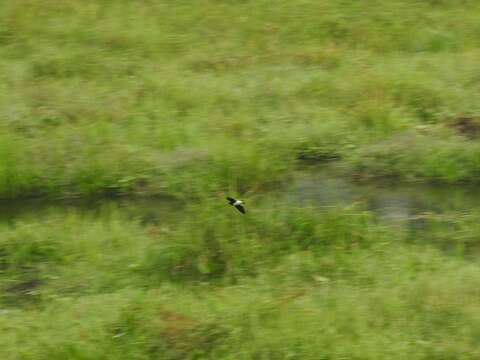 Image of Sabine's Spinetail