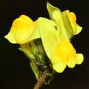 Image of Linaria salzmannii Boiss.