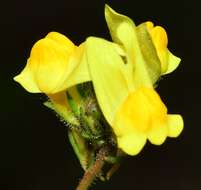 Image of Linaria salzmannii Boiss.