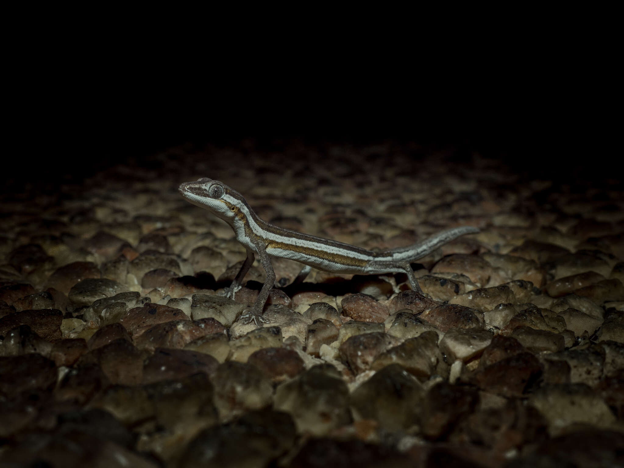 Image of Southern Phasmid Gecko