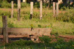 Image of Golden-collared Macaw