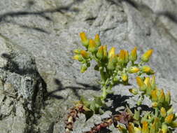 Image of San Gabriel River dudleya