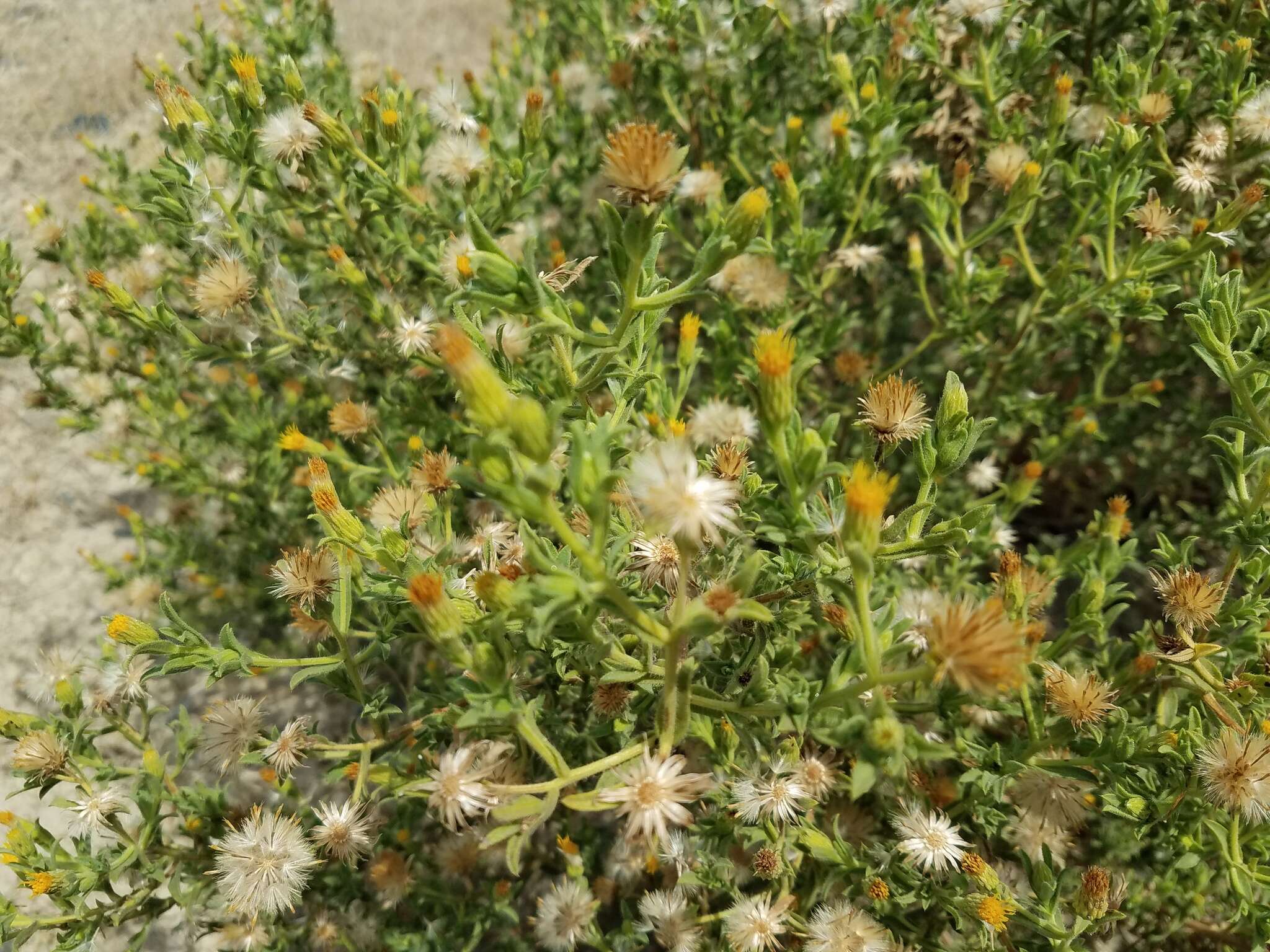 Image of Oregon false goldenaster