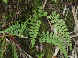 Image of Athyrium anisopterum Christ