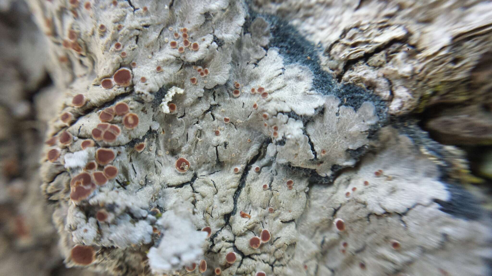 Image of degelia lichen