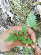 Adiantum amplum C. Presl的圖片