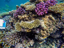 Image of hedgehog coral