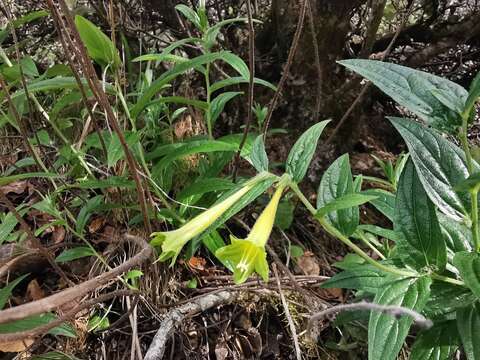 Слика од Lithospermum notatum (I. M. Johnst.) J. I. Cohen