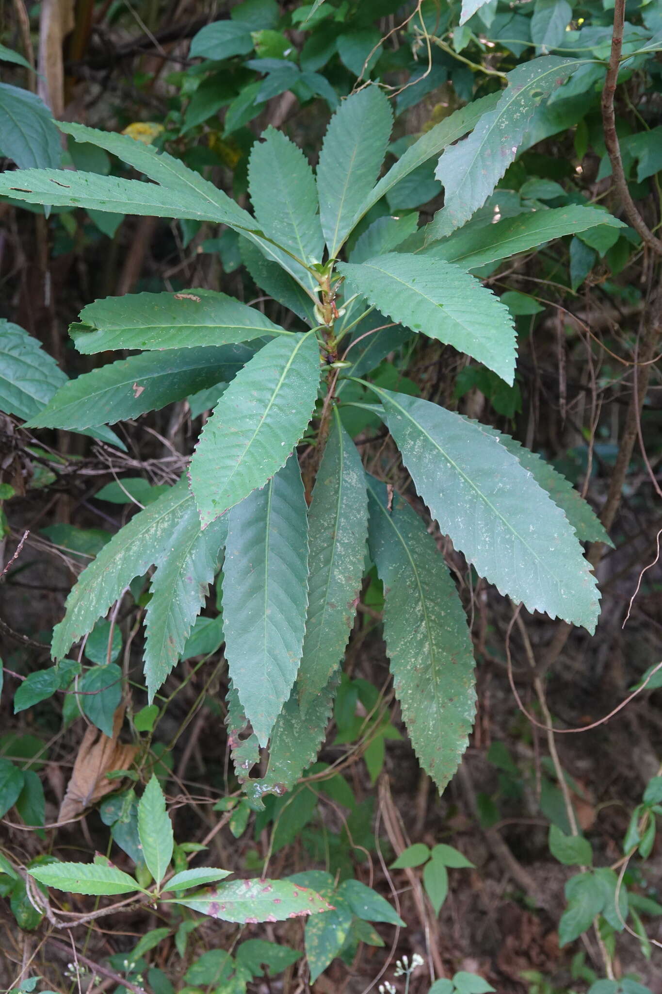 Eriobotrya deflexa (Hemsl.) Nakai的圖片