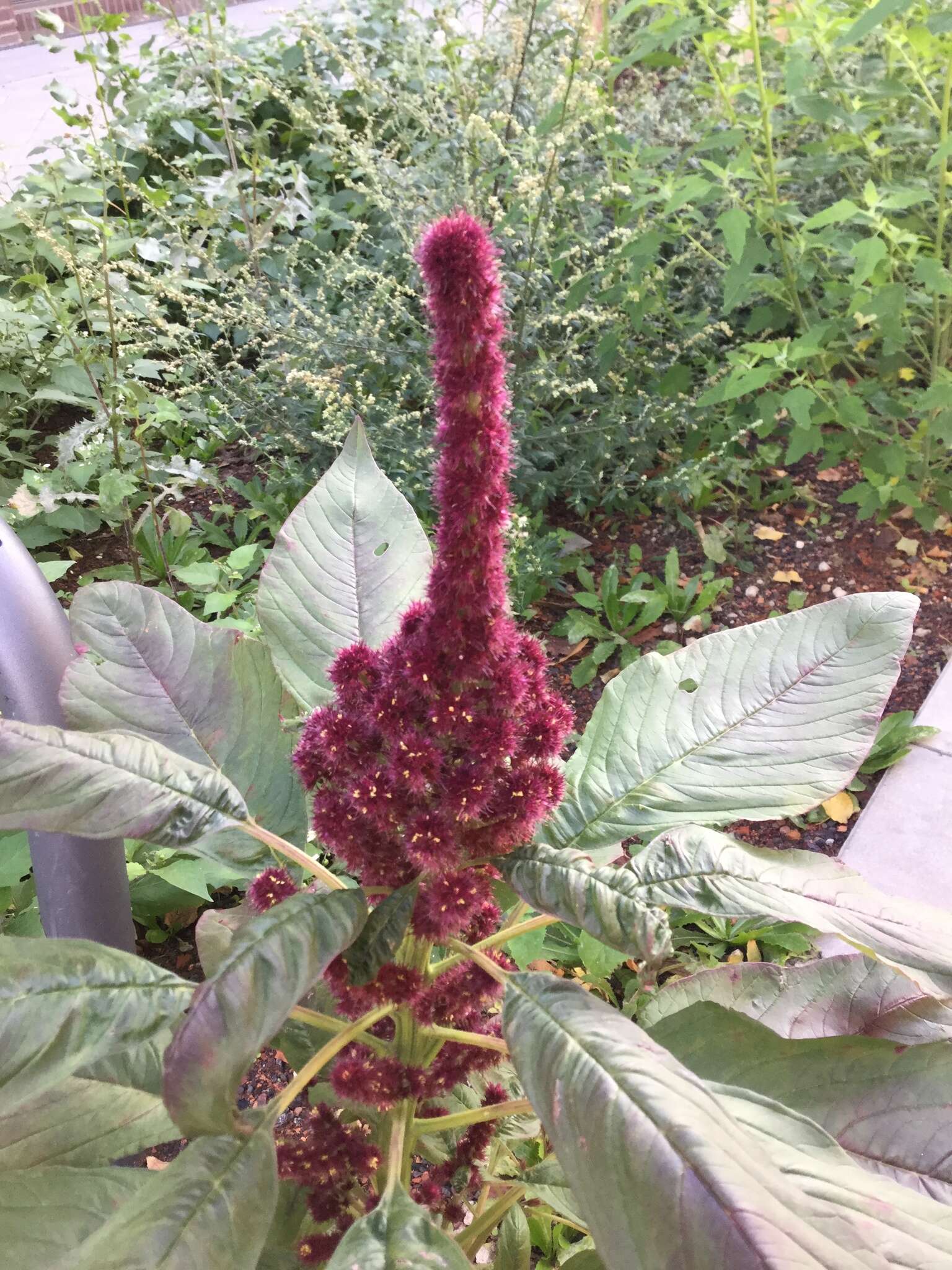 Image of Mexican Grain Amaranth