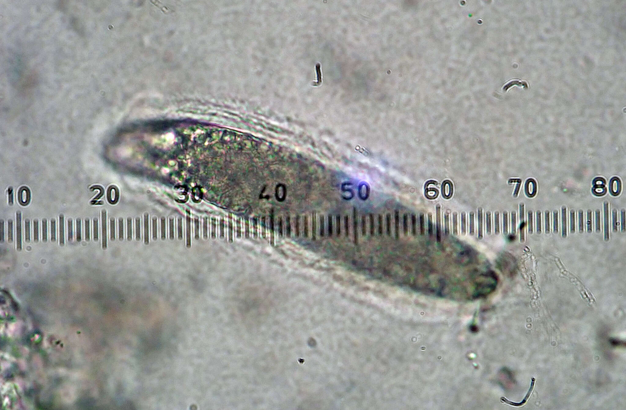 Image of Pertusaria thiospoda C. Knight