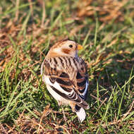 Image of Plectrophenax Stejneger 1882