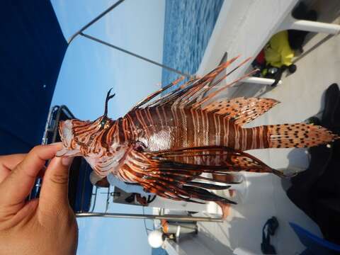 Image of Common lionfish