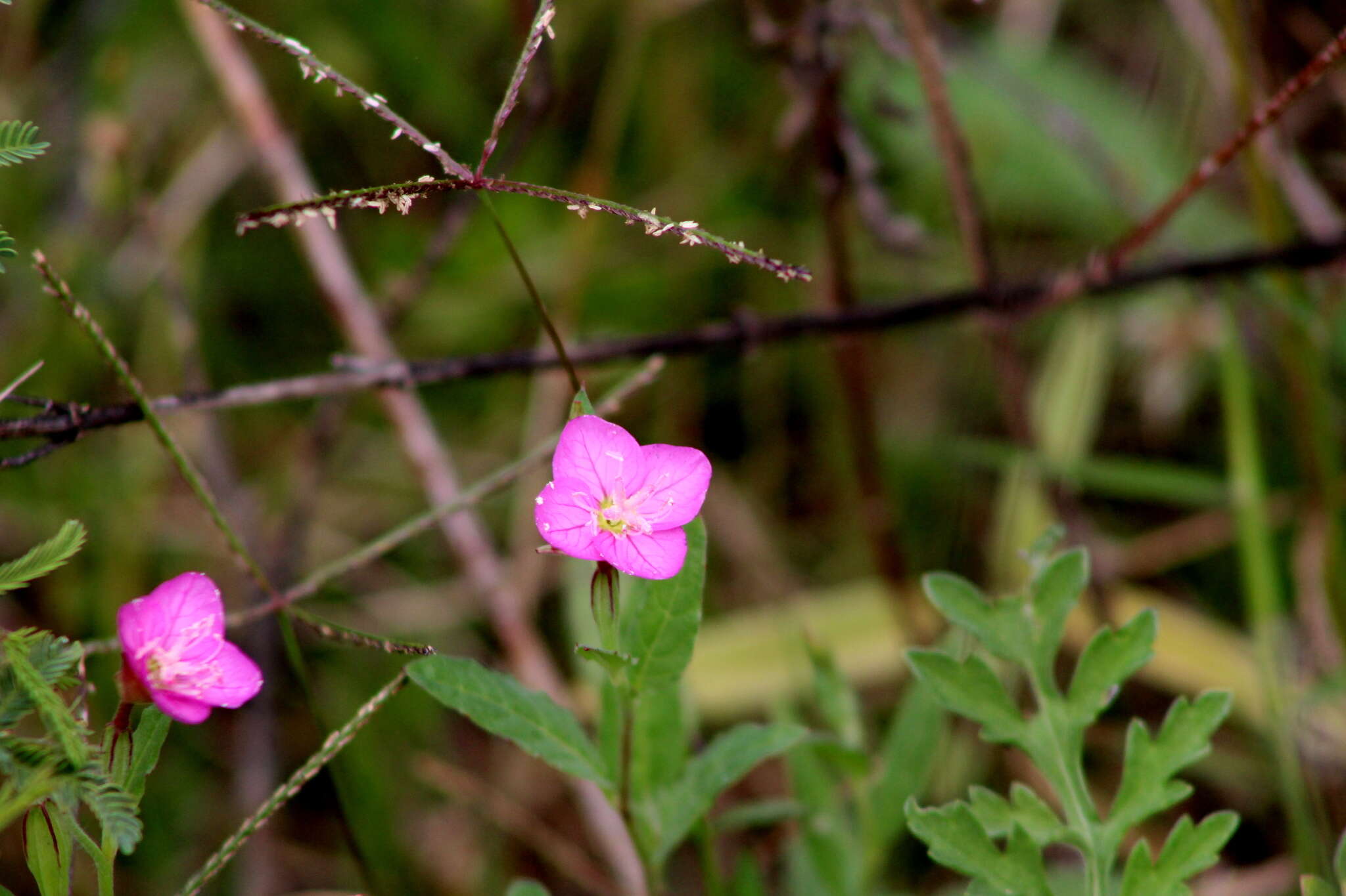 Image of rose evening primrose