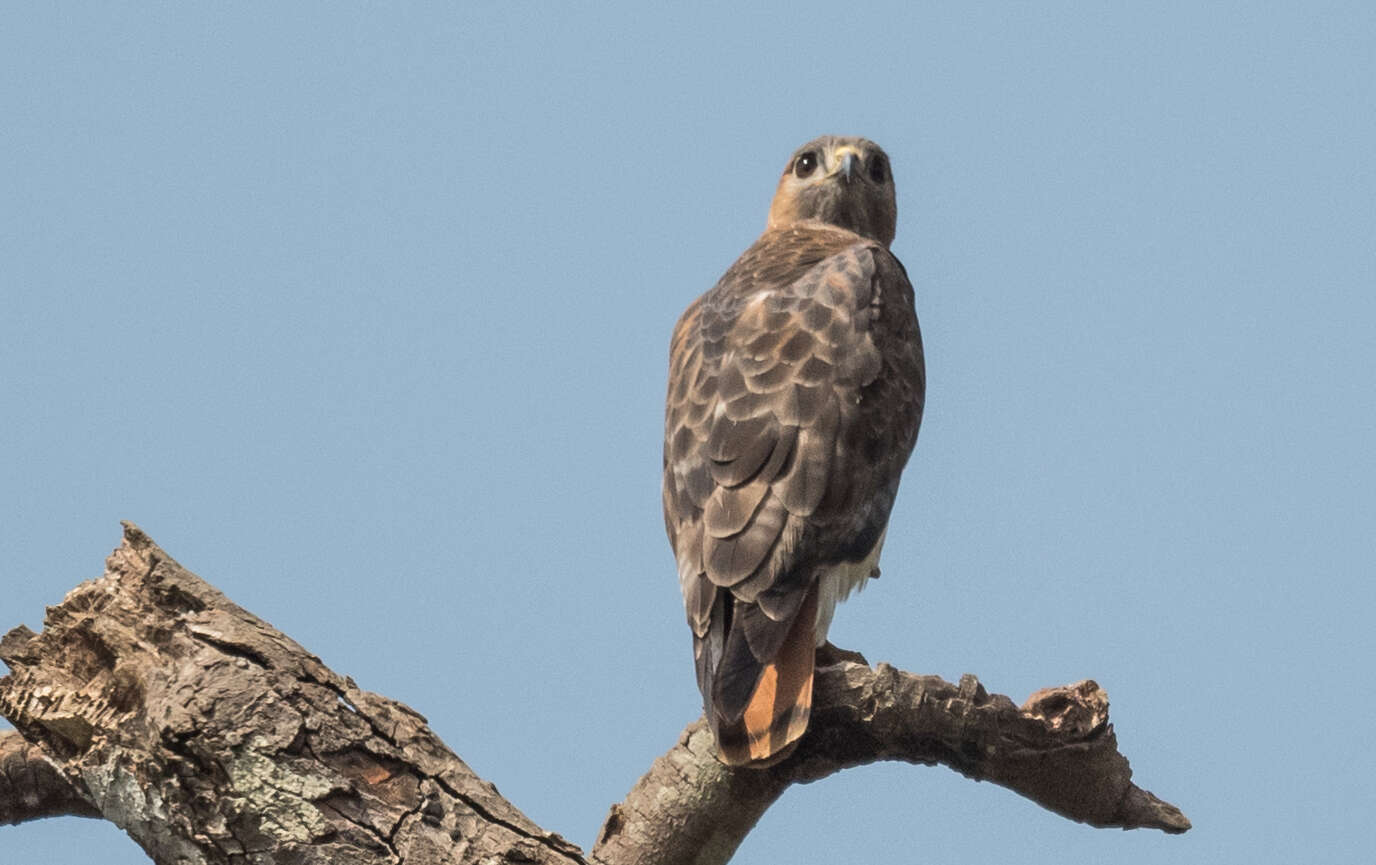 Image of African Red-tailed Buzzard