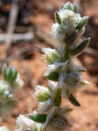 Image of Maireana sclerolaenoides (F. Müll.) P. G. Wilson