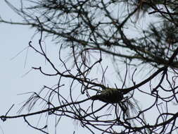 Image of Japanese Pygmy Woodpecker