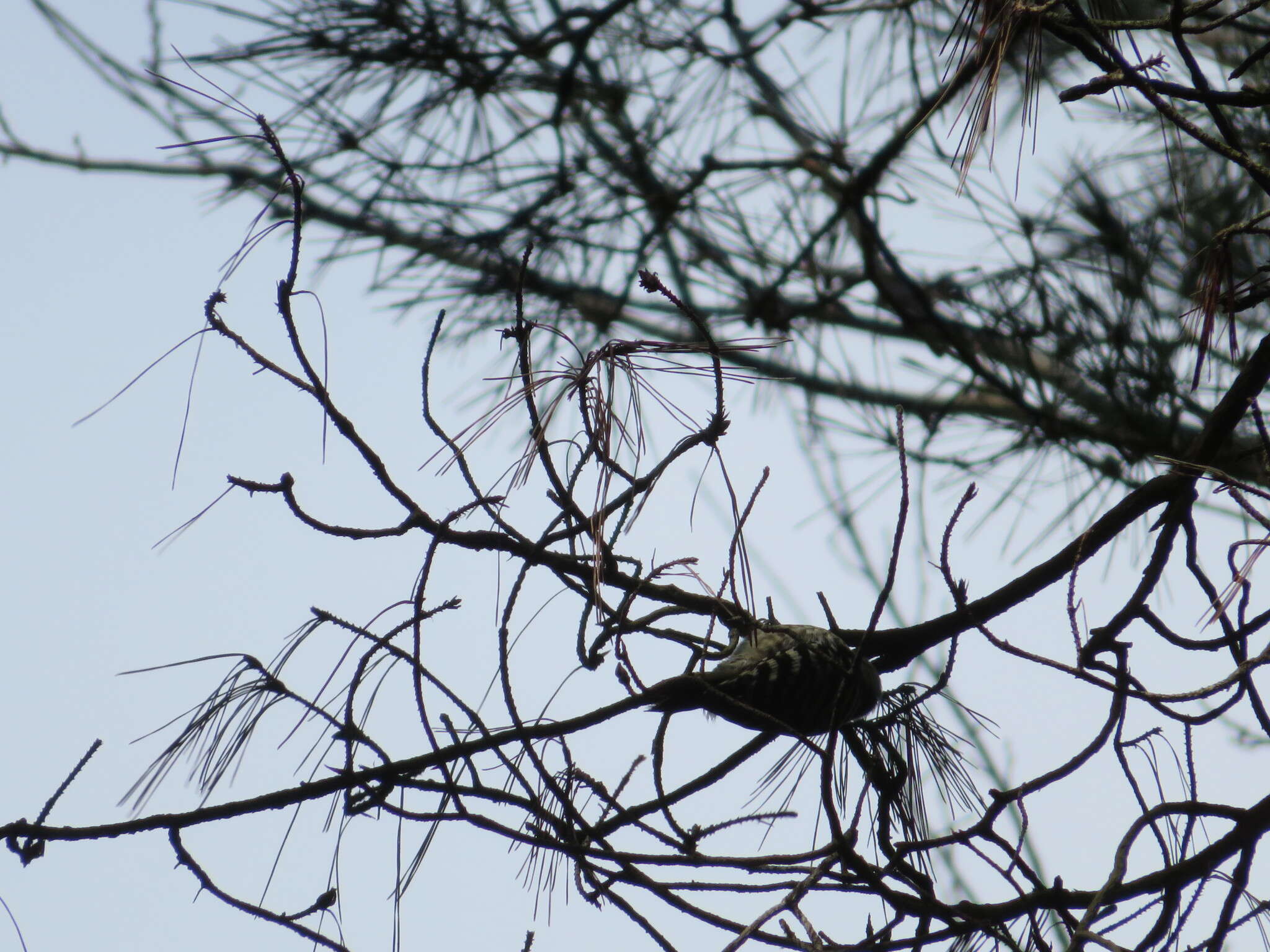 Image of Japanese Pygmy Woodpecker