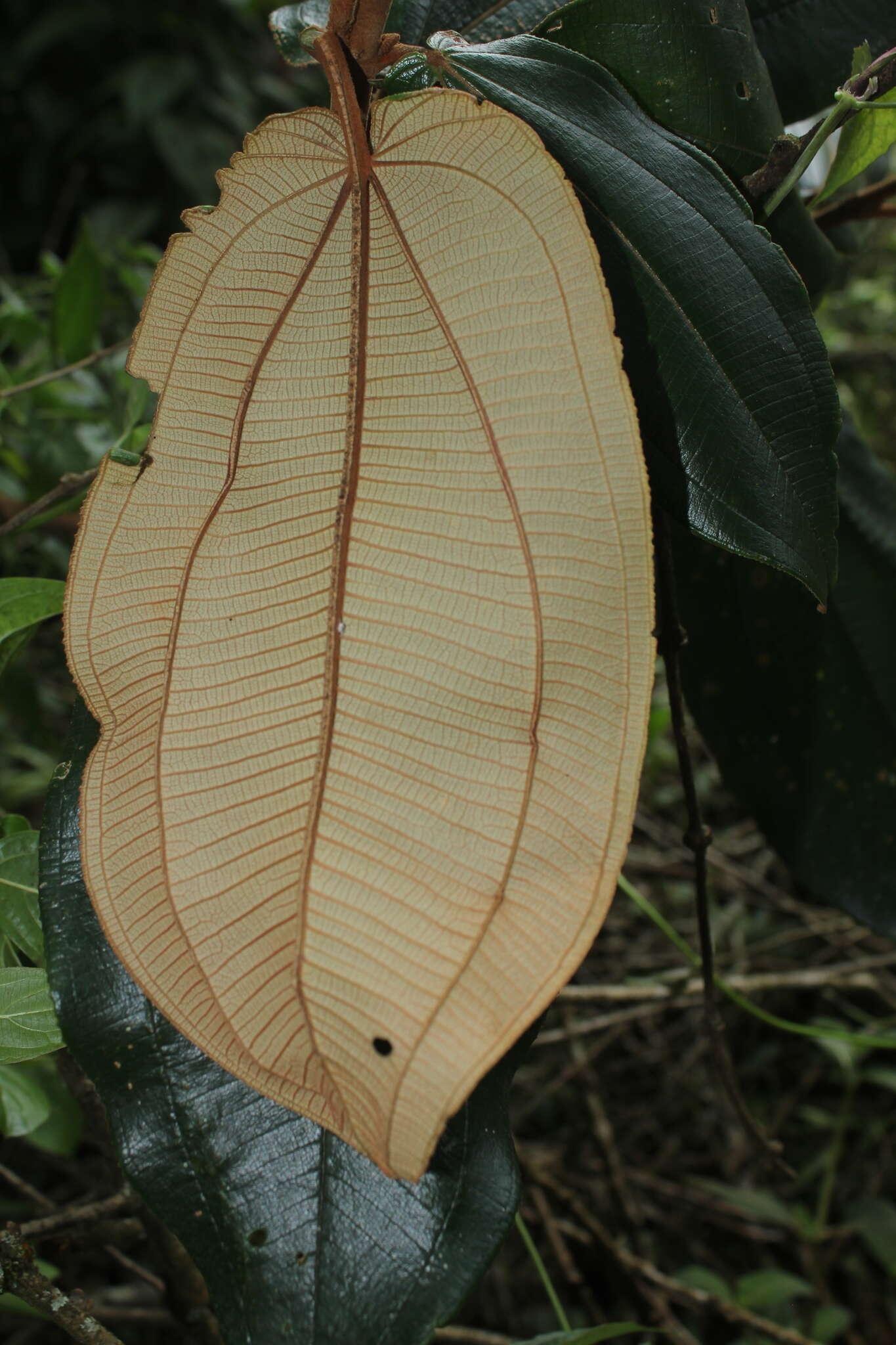 Image of Miconia bubalina (D. Don) Naud.