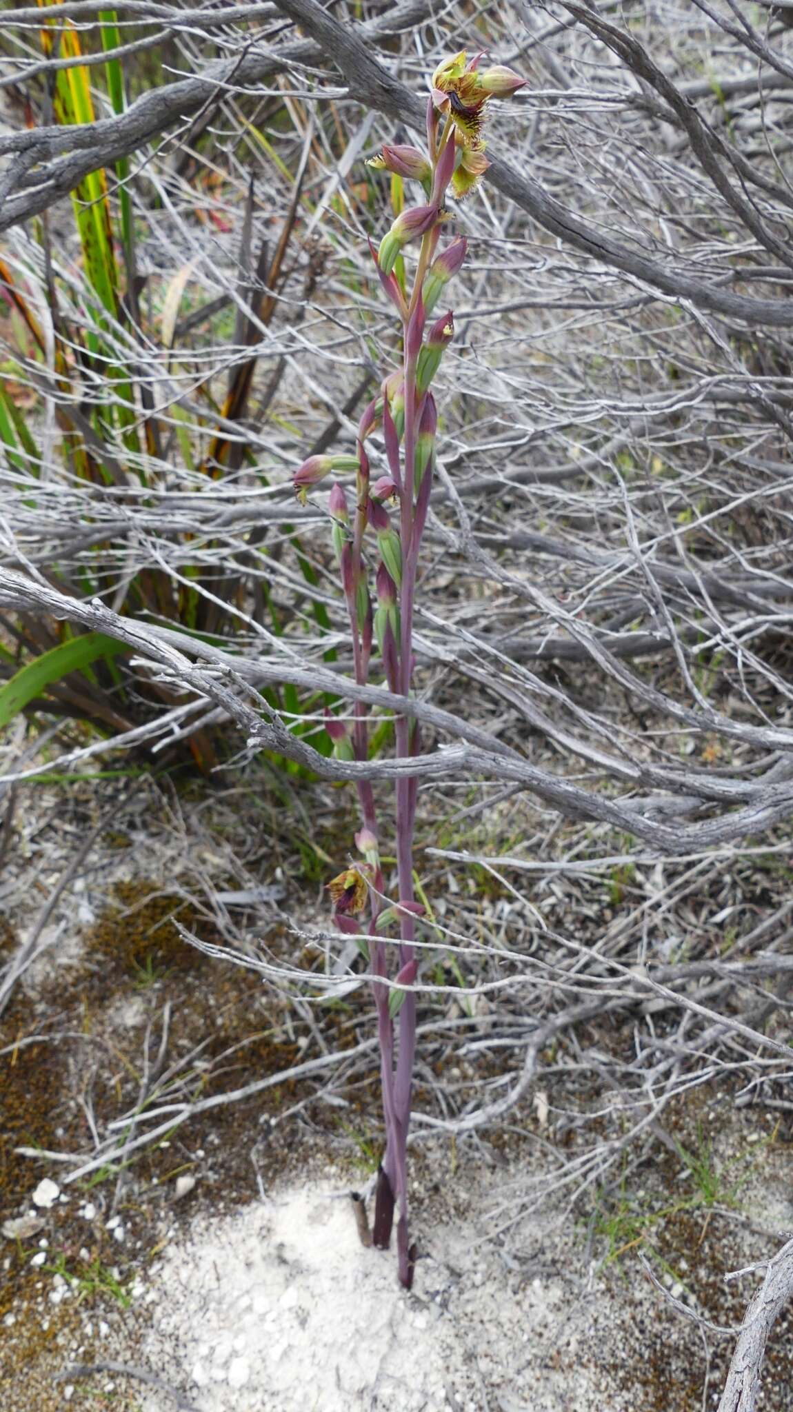 Calochilus pruinosus D. L. Jones的圖片