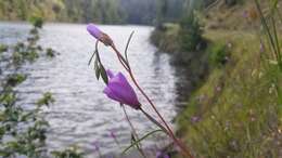 Imagem de Clarkia gracilis subsp. gracilis