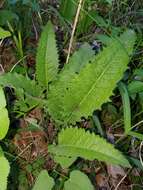 Sivun Parthenium auriculatum Britt. kuva