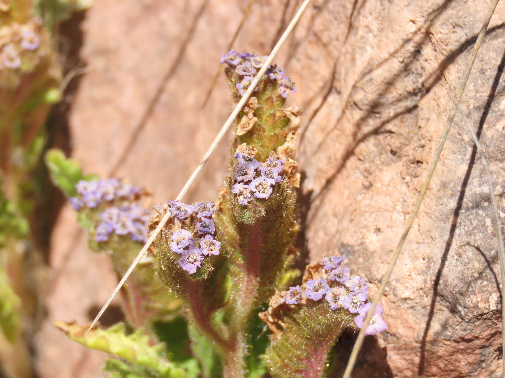 Image of Phacelia setigera Phil.