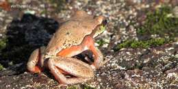 Image of Blue Mountains Tree Frog