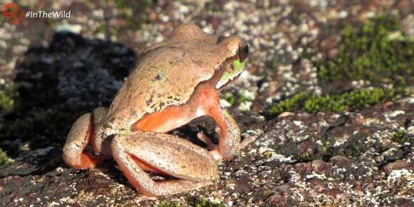 Image of Blue Mountains Tree Frog