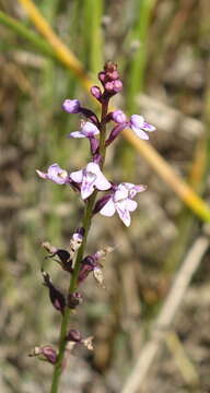 Imagem de Cynorkis graminea (Thouars) Schltr.