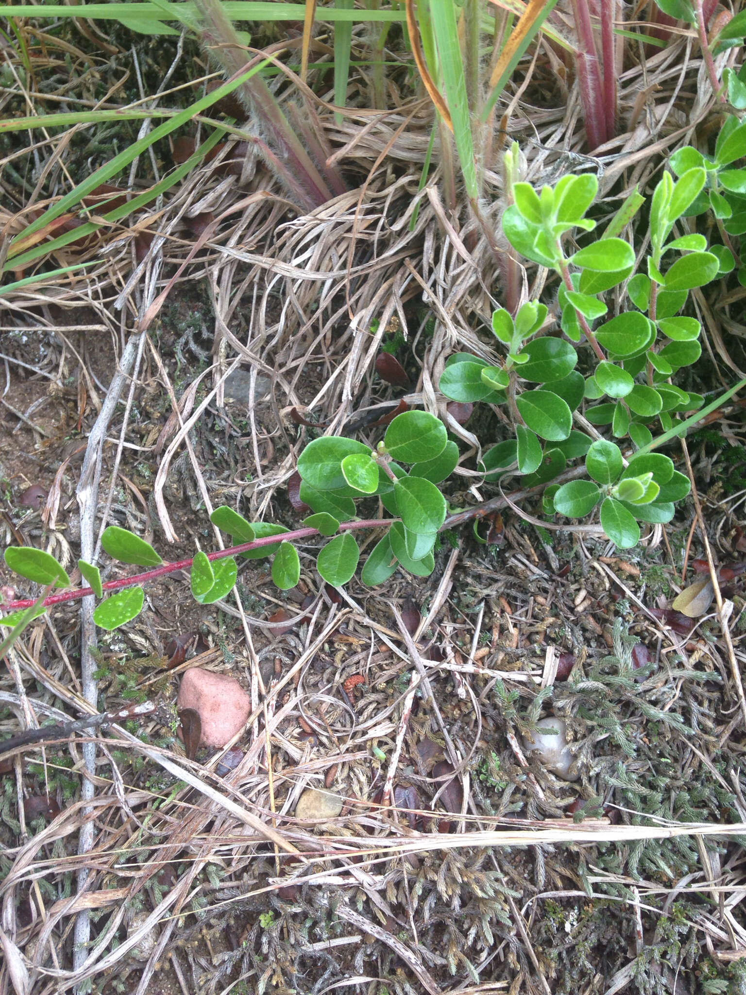 Image of bearberry