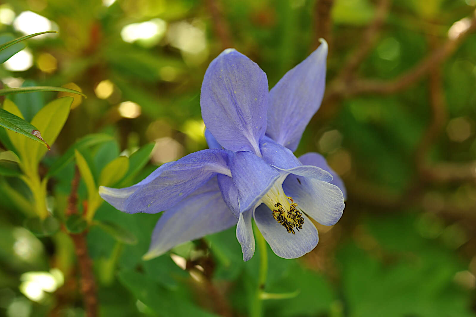 Aquilegia alpina L. resmi