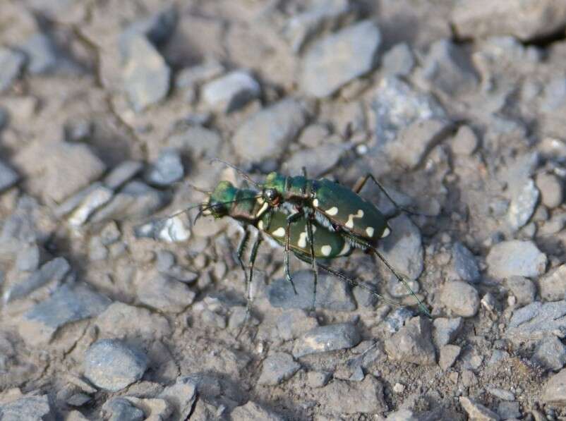 Image of Cicindela (Cicindela) gallica Brullé 1834