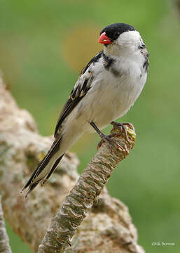 Image of Pin-tailed Whydah