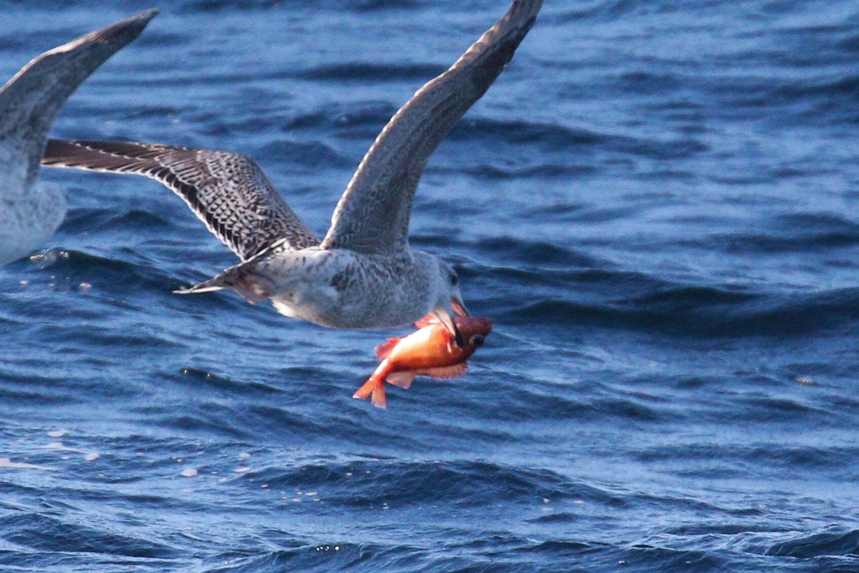 Image of Redfish