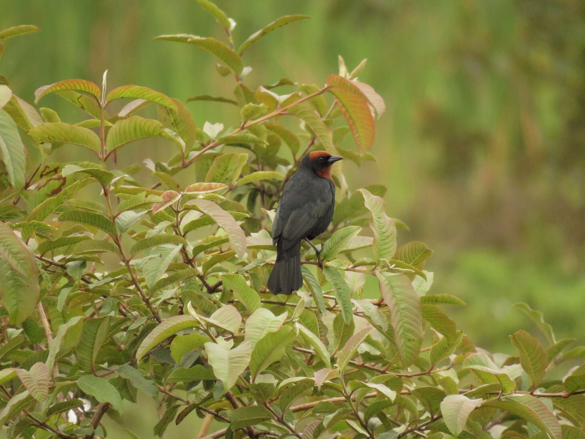 Image of Chestnut-capped Blackbird