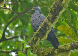 صورة Columba thomensis Barboza du Bocage 1888