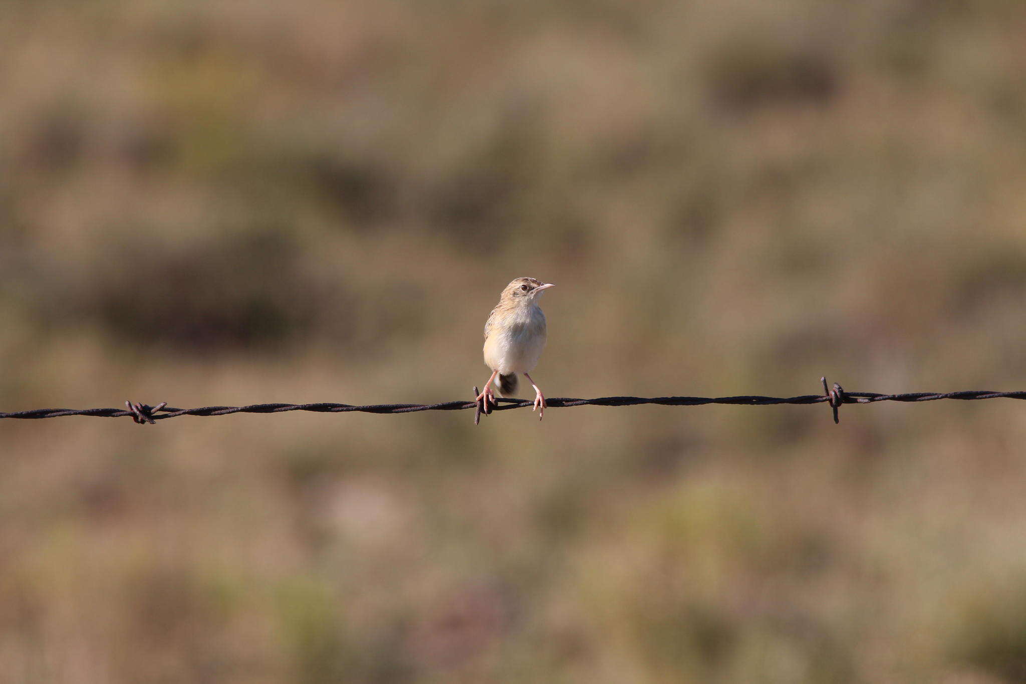 Image of Cisticola juncidis terrestris (Smith & A 1842)