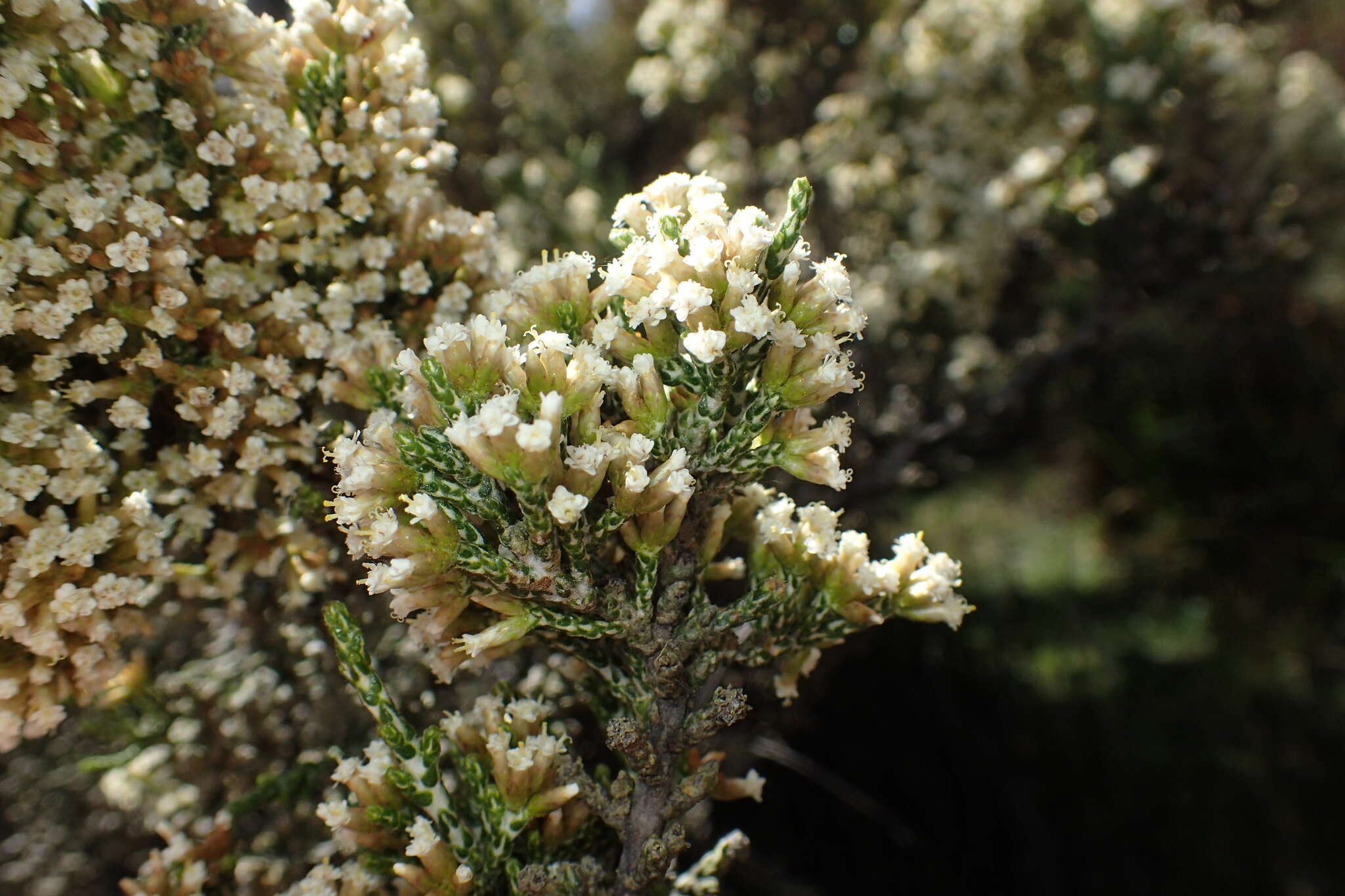 Image of Ozothamnus hookeri Sond.