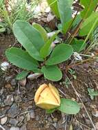 Image of Annona warmingiana Mello-Silva & Pirani