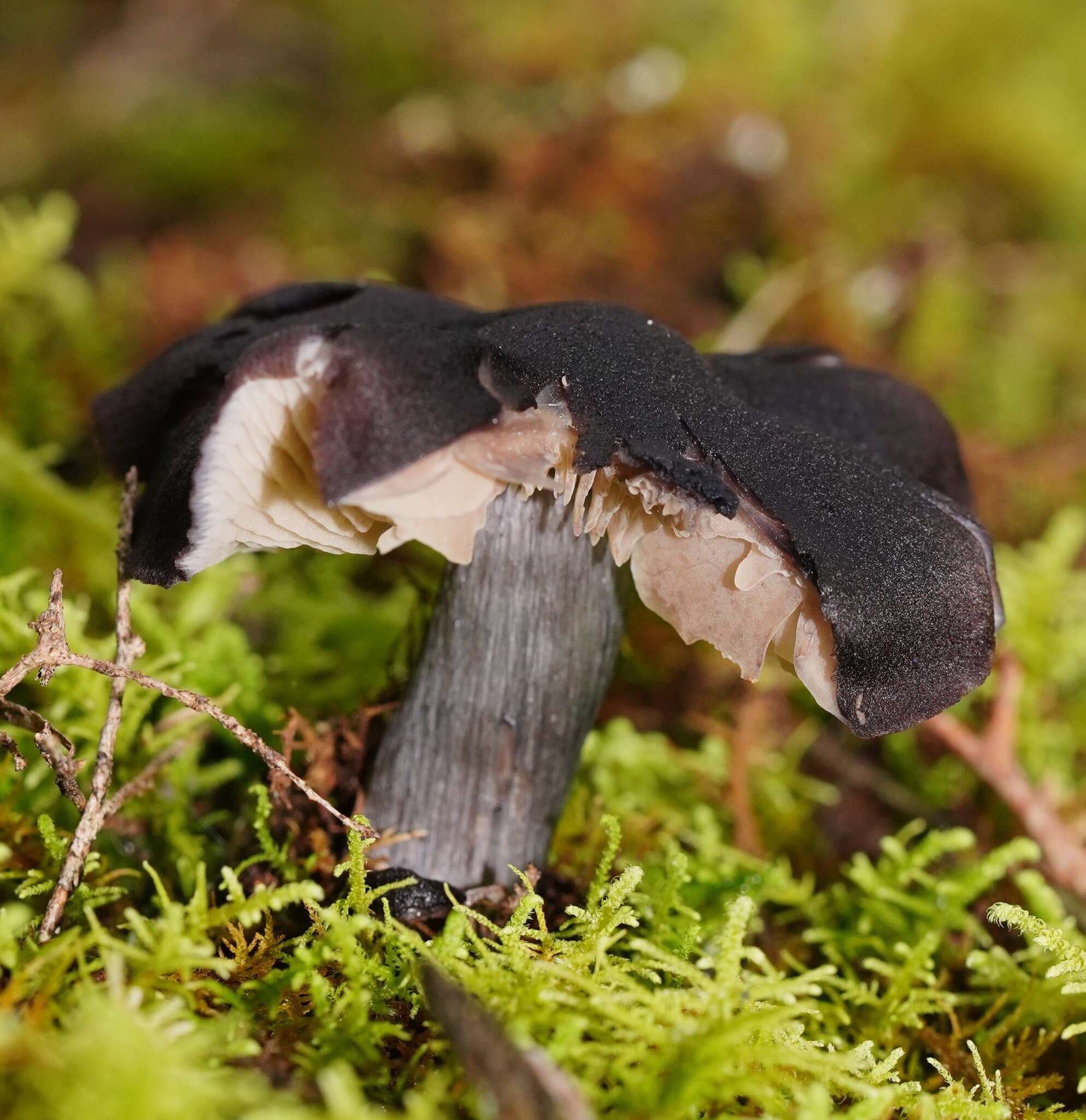 Image of Entocybe haastii (G. Stev.) Largent 2014