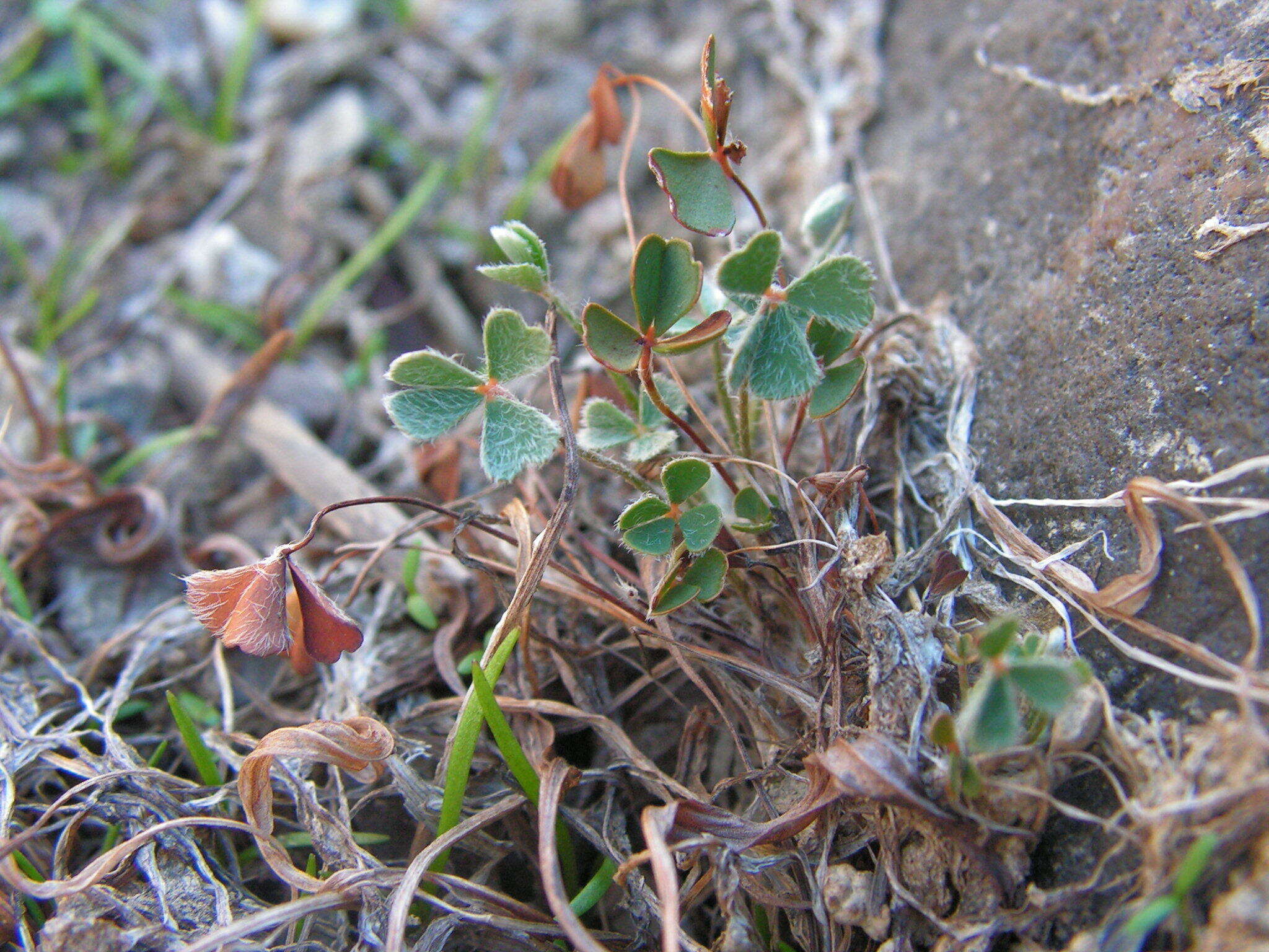 Plancia ëd Marsilea batardae Launert