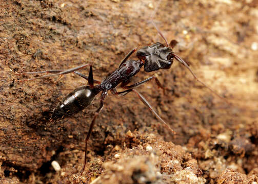 Image of Odontomachus troglodytes Santschi 1914