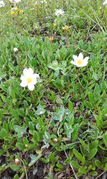 Imagem de Dryas octopetala L.