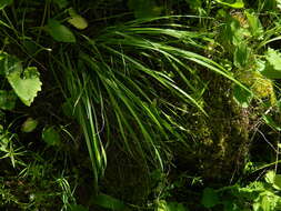 Image of Cordilleran sedge